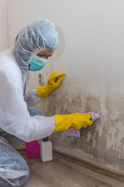 Best Mold Remediation for Healthcare Facilities  in Tatum, TX