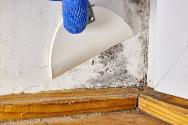 Best Mold Documentation for Insurance Claims  in Tatum, TX