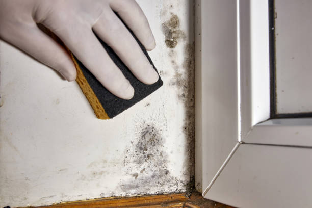 Best Mold Prevention Services  in Tatum, TX
